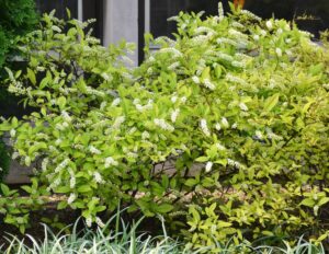 Itea virginica - Shrub Habit