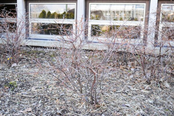 Itea virginica - Winter Habit