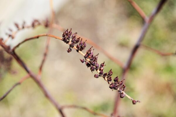 Itea virginica - Remnant Fruit