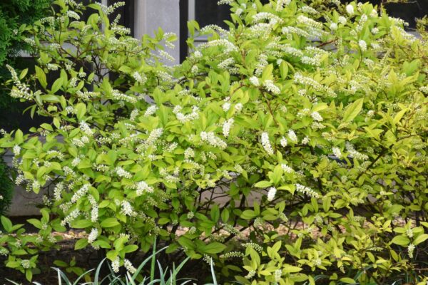 Itea virginica - Shrub Habit