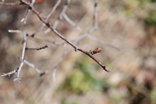 Itea virginica - Buds