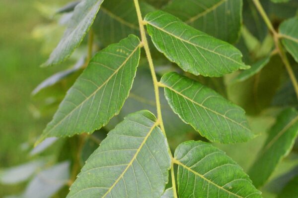 Juglans nigra - Leaf