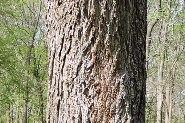 Juglans nigra - Bark