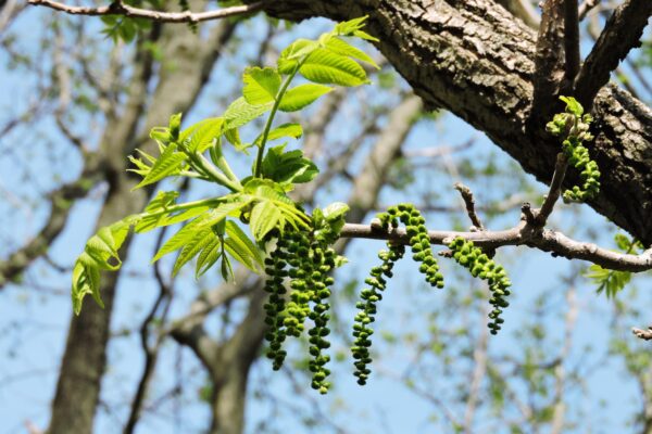 Juglans nigra - Flowers and Foliage