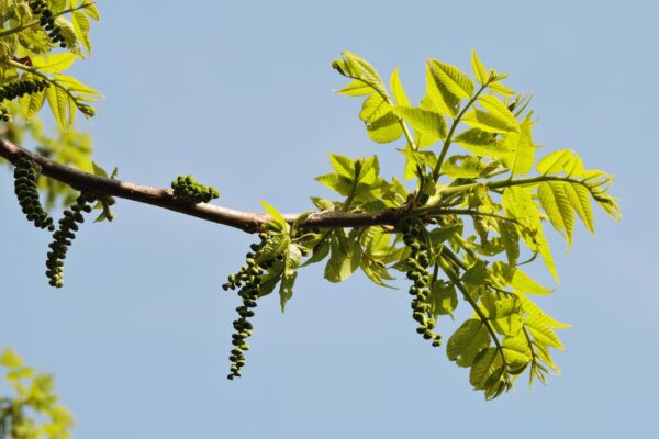 Juglans nigra - Flowers and Foliage