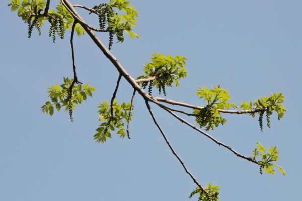 Juglans nigra - Flowers