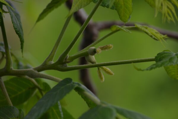 Juglans nigra - Unripe Fruit