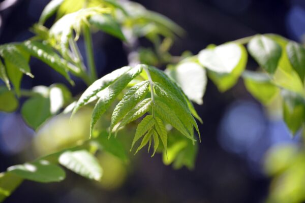 Juglans nigra - New Foliage in Spring