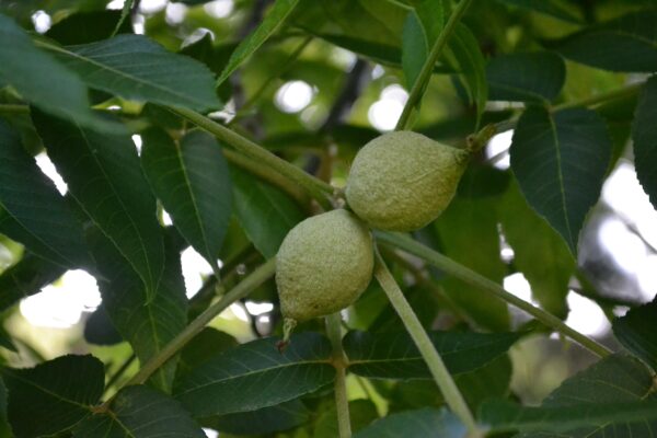 Juglans nigra - Immature Black Walnuts