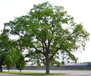 Juglans nigra - Overall Habit