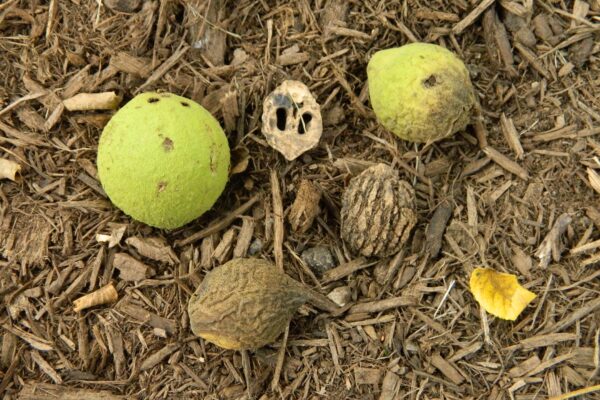 Juglans nigra - Fruits at Various Stages