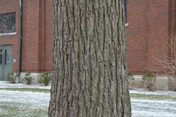 Juglans nigra - Bark