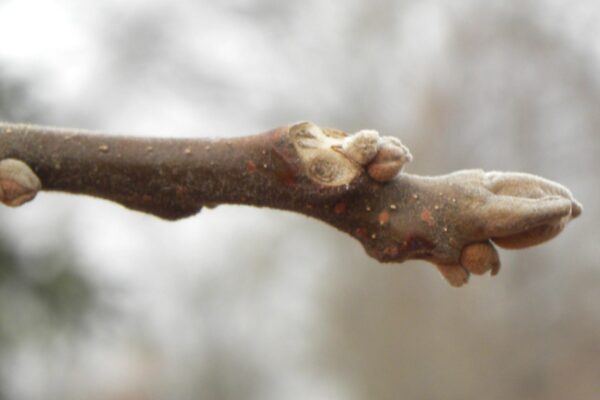 Juglans nigra - Bud