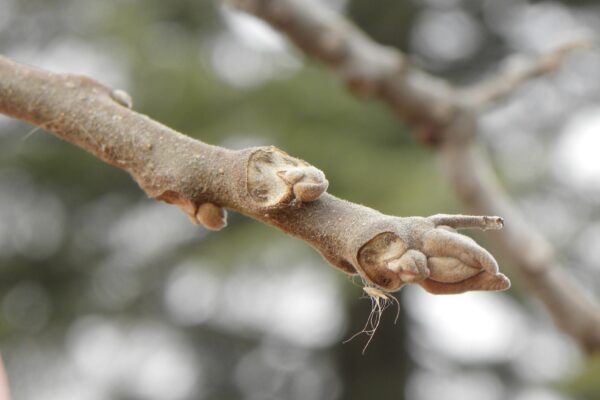 Juglans nigra - Bud