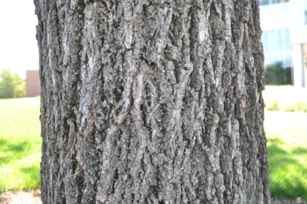 Juglans nigra - Bark