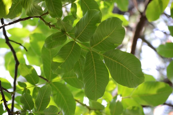 Juglans regia - Leaves