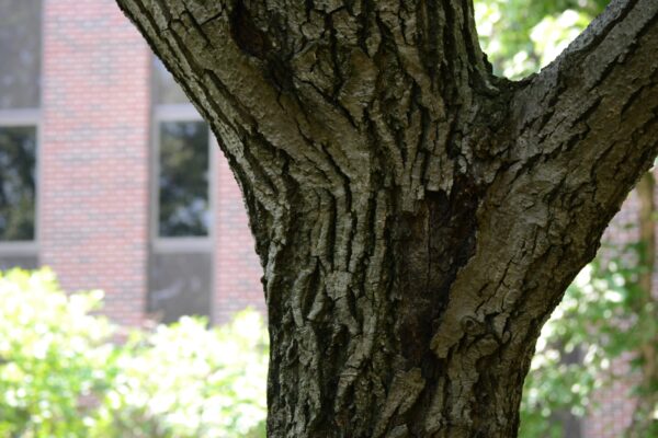 Juglans regia - Bark