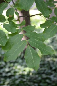 Juglans regia - Leaf