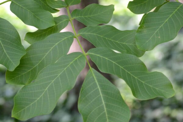 Juglans regia - Leaf