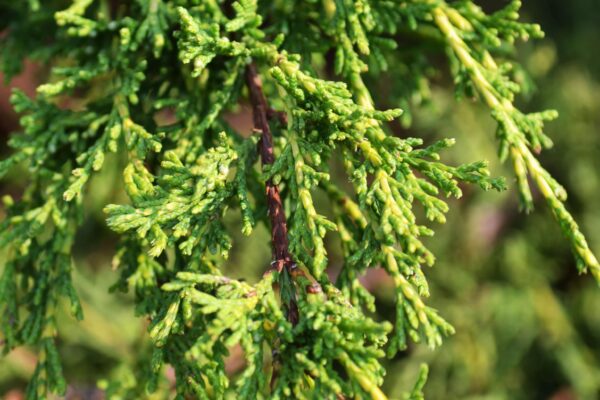 Juniperus chinensis - Foliage