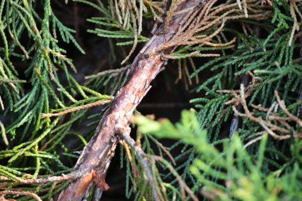 Juniperus chinensis - Bark
