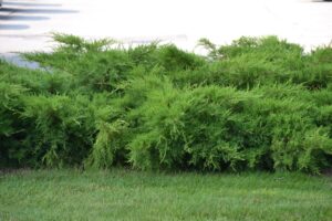 Juniperus chinensis - Summer Habit
