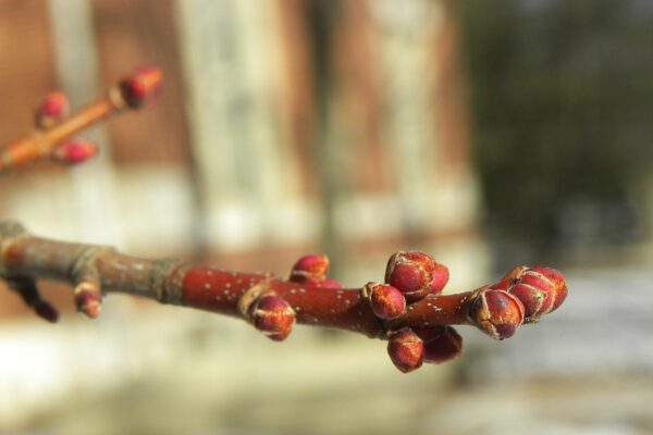 Acer × freemanii ′Armstrong′ - Buds