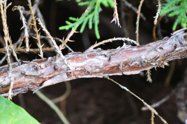 Juniperus chinensis ′Bakaurea′ [sold as Gold Star®] - Bark