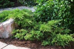 Juniperus chinensis ′Bakaurea′ [sold as Gold Star®] - Summer Habit