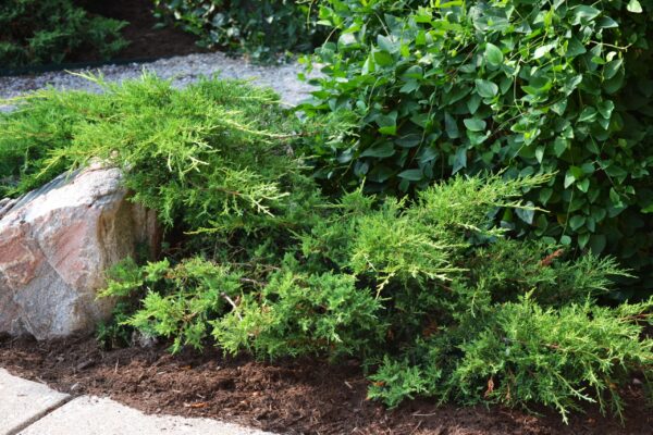 Juniperus chinensis &prime;Bakaurea&prime; [sold as Gold Star&reg;] - Summer Habit