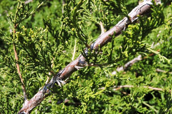 Juniperus × pfitzeriana ′Monlep′ [sold as Mint Julep™] - Bark and Foliage