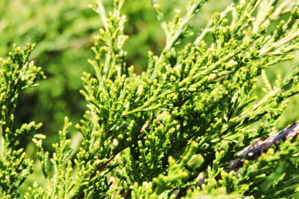 Juniperus × pfitzeriana ′Monlep′ [sold as Mint Julep™] - Foliage