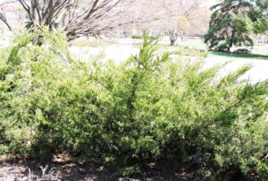 Juniperus × pfitzeriana ′Monlep′ [sold as Mint Julep™] - Habit