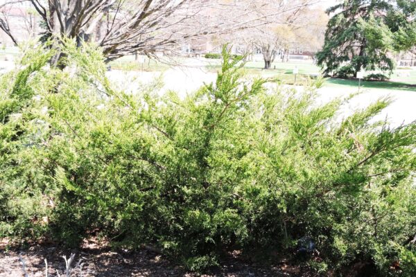 Juniperus × pfitzeriana ′Monlep′ [sold as Mint Julep™] - Habit