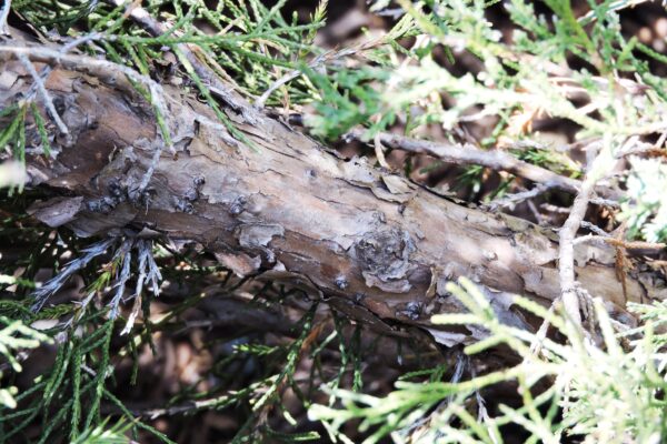 Juniperus × pfitzeriana ′Monlep′ [sold as Mint Julep™] - Bark