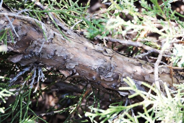 Juniperus &times; pfitzeriana &prime;Monlep&prime; [sold as Mint Julep&trade;] - Bark