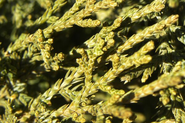 Juniperus chinensis ′Mountbatten′ - Foliage