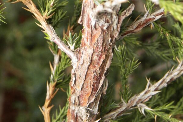 and Foliage