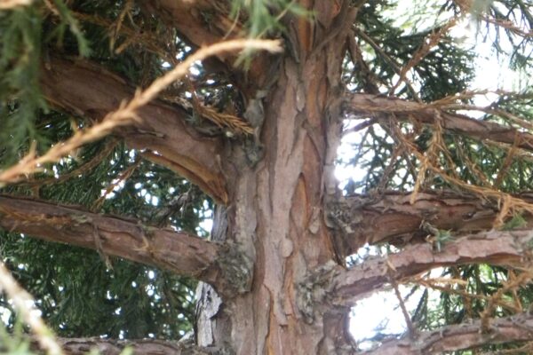 Juniperus chinensis ′Mountbatten′ - Stem