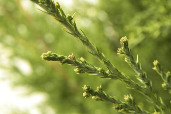 Juniperus chinensis ′Mountbatten′ - Bark