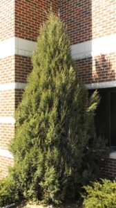 Juniperus chinensis ′Mountbatten′ - Habit in Winter