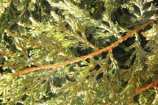 Juniperus chinensis ′Mountbatten′ - Foliage