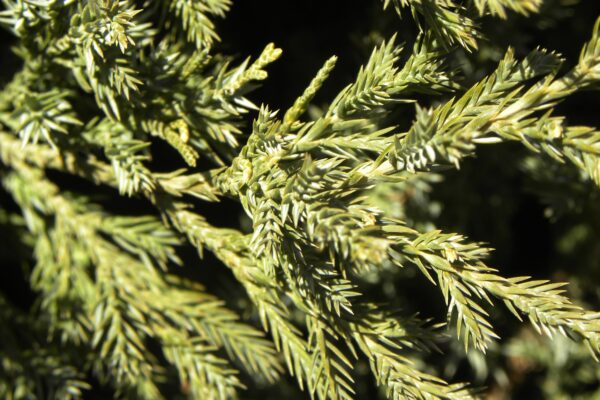 Juniperus chinensis ′Mountbatten′ - Foliage