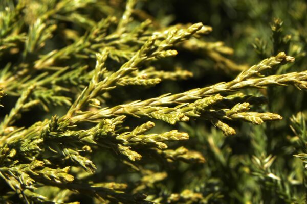 Juniperus chinensis ′Mountbatten′ - Foliage