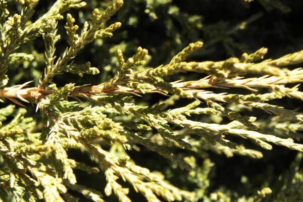 Juniperus chinensis ′Mountbatten′ - Foliage