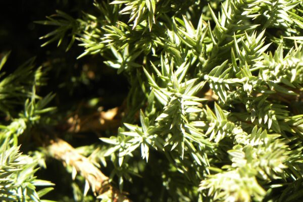Juniperus chinensis ′Mountbatten′ - Foliage