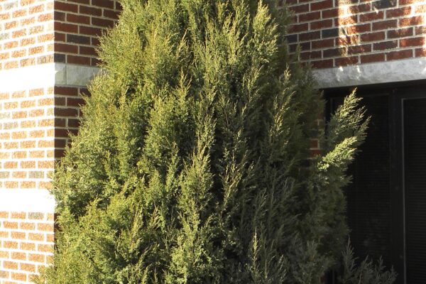 Juniperus chinensis ′Mountbatten′ - Habit in Winter