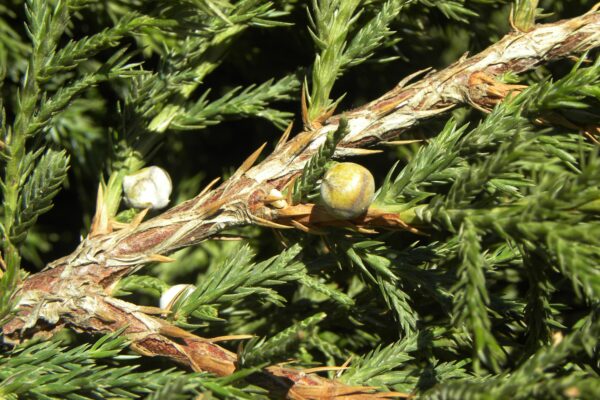 Juniperus chinensis ′Mountbatten′ - Berries