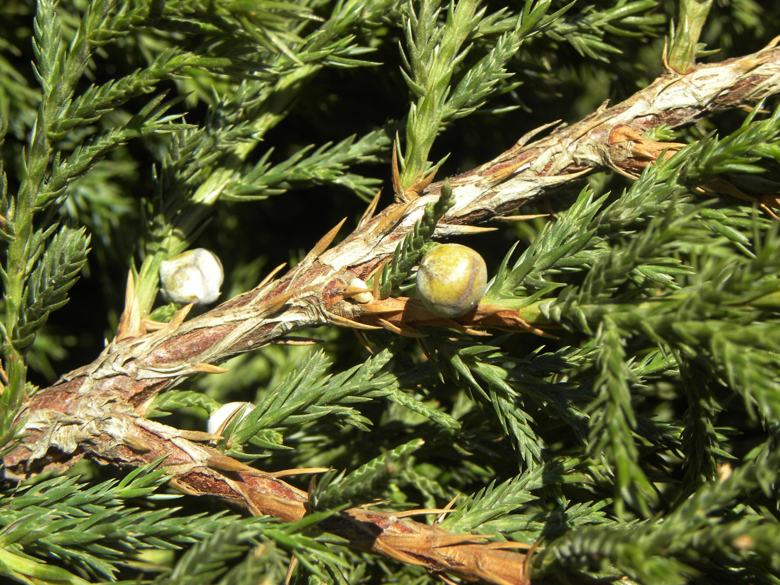 Juniperus chinensis ‘Mountbatten’ Purdue Arboretum Explorer