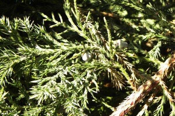 Juniperus chinensis ′Mountbatten′ - Berries